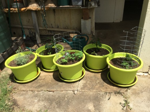 The only way we can grow vegetables and herbs and keep them alive is in pots