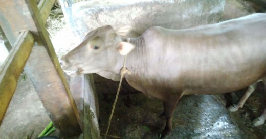 Cattle in the rural cow-shed