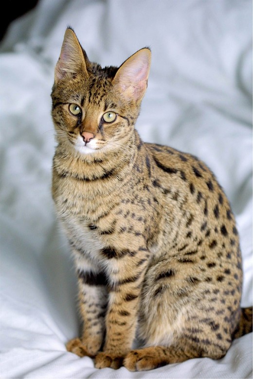 Savannah Cat