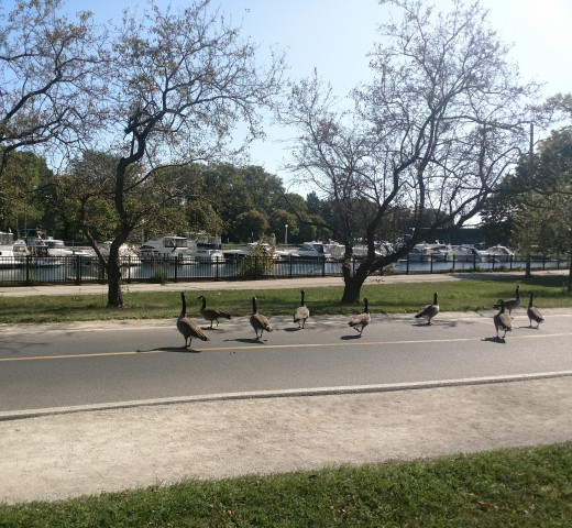 Lakeview "residents"  enjoying a walk by the harbor.