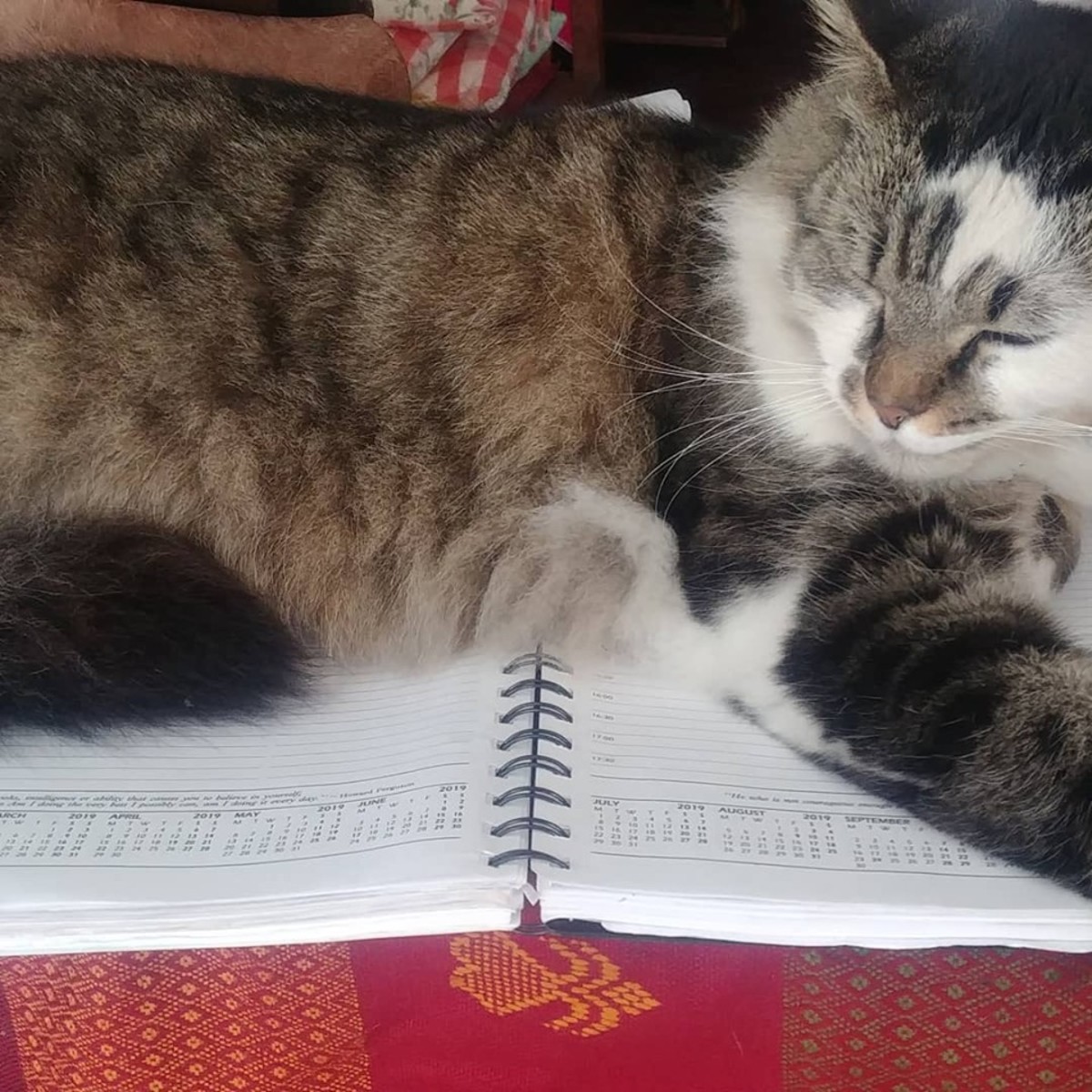My cat with his very full diary
