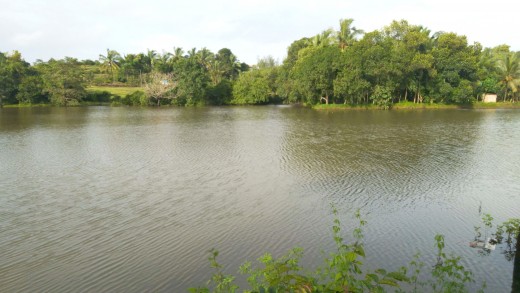 A scenic waterbody at Bedrampalla near Kumbla
