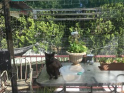 Poems From the Porch 7