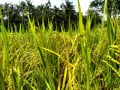 Growing Paddy for Self Sustainable Organic Harvests