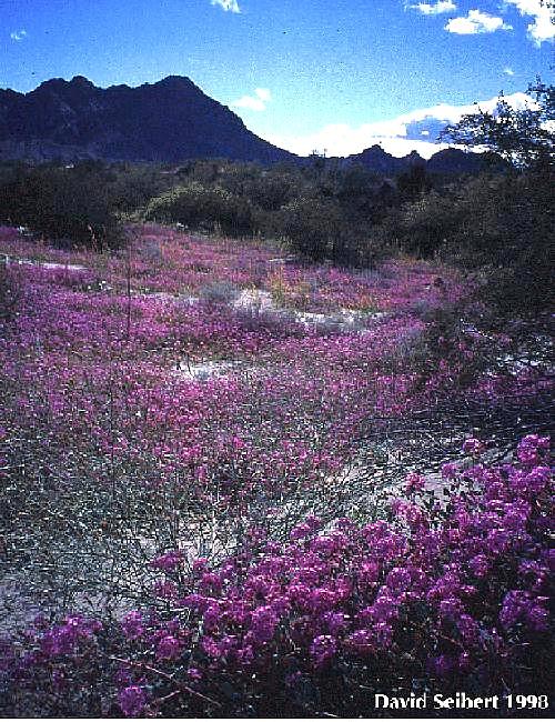 This lovely photo by David Selbert shows wildflowers after desert rain in Baja