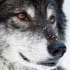Alpha Crispin profile image