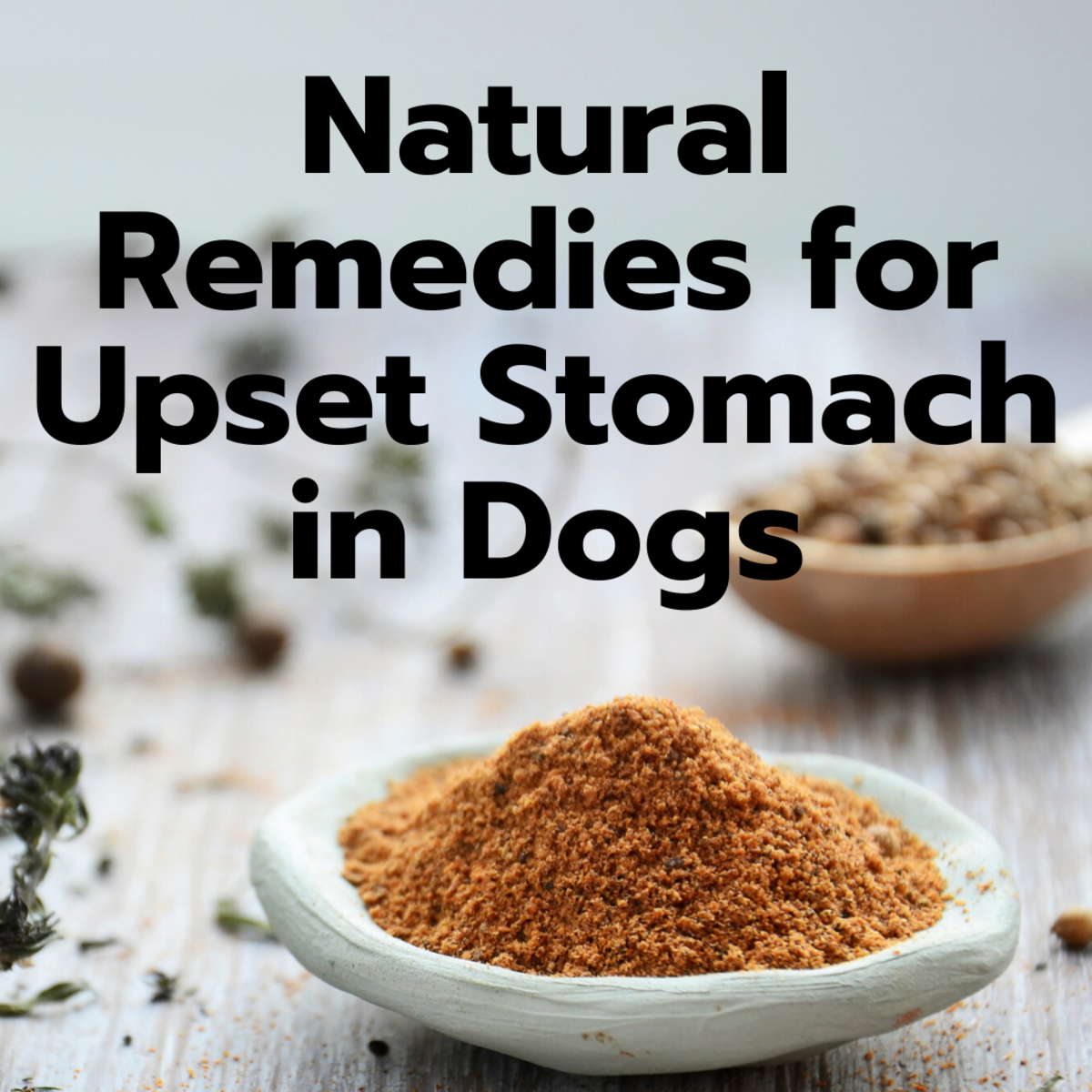 8 Easy Home Remedies for a Dog's Upset Stomach PetHelpful