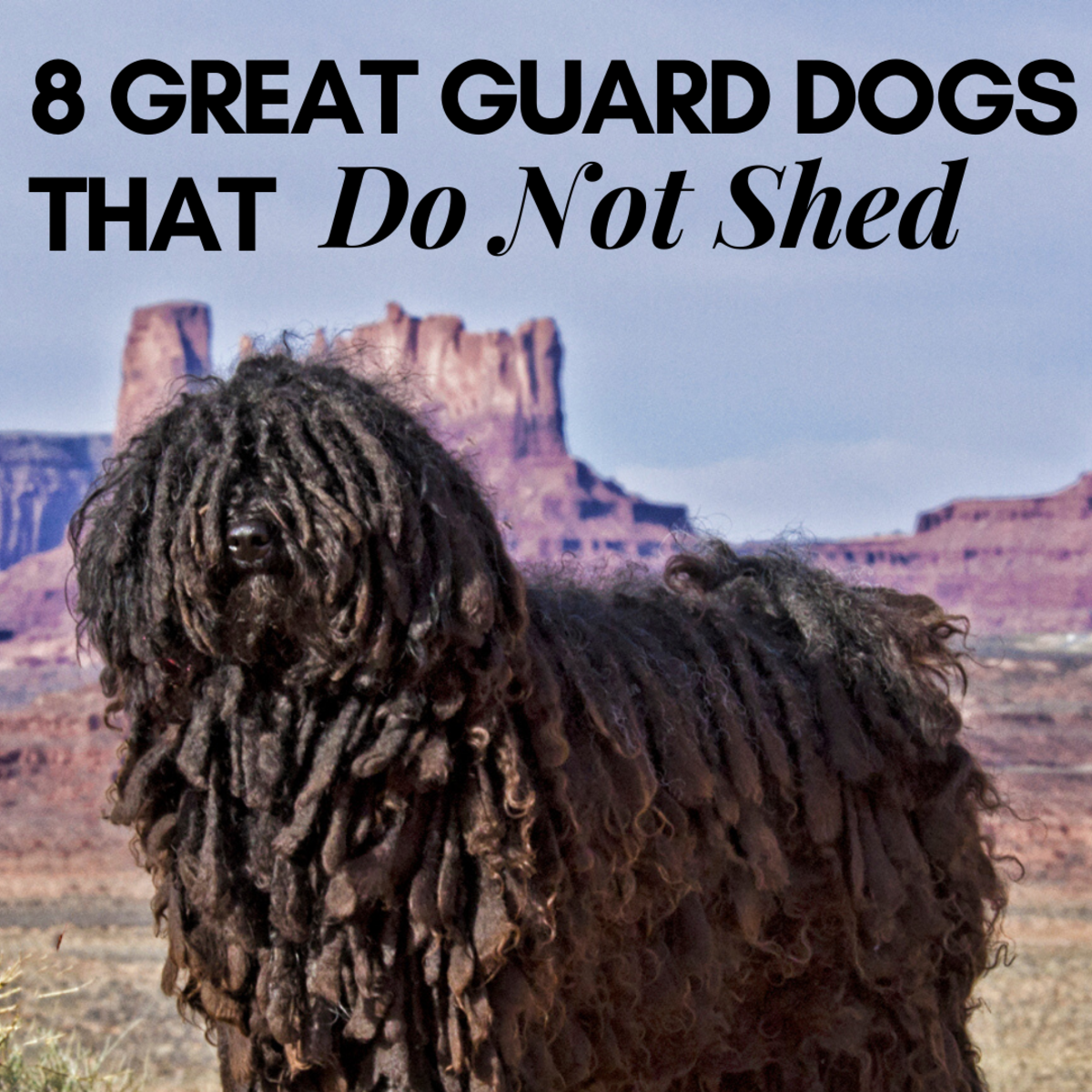 Best Medium-Sized Guard Dog Breeds PetHelpful