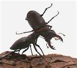 Stag Beetle