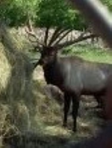 Bull Elk, Aspen Park, Gaylord, MI