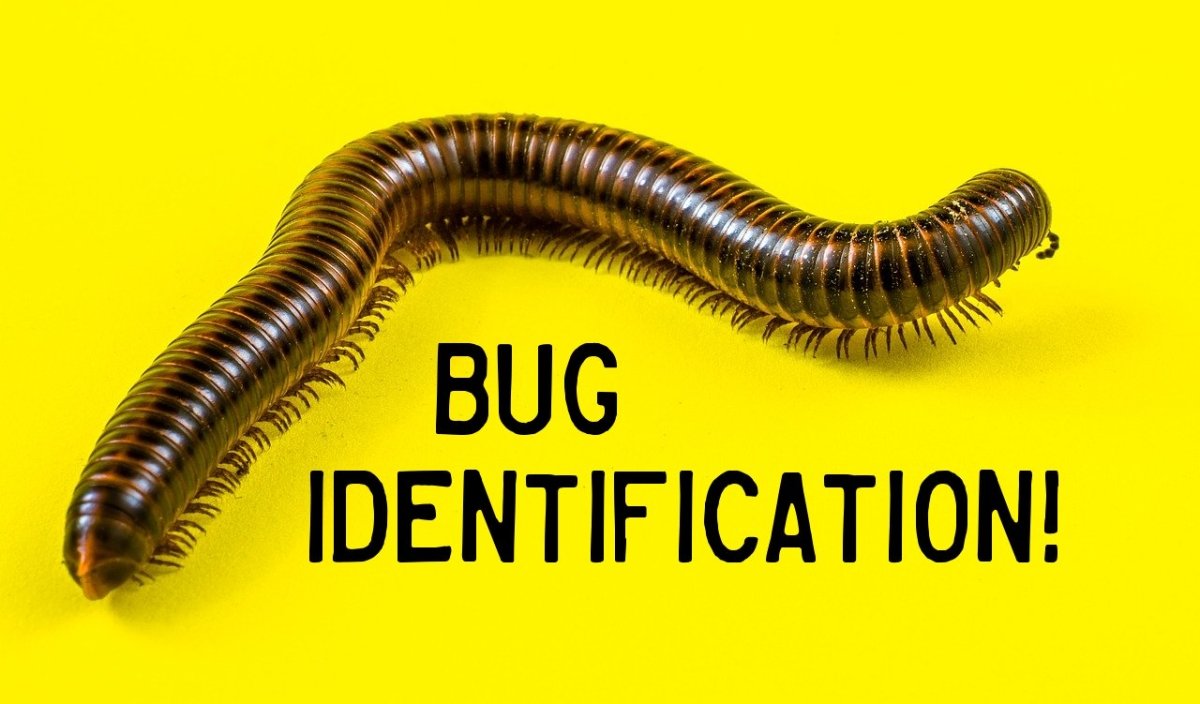 Bug Identification An Identification Guide To Insects And Other