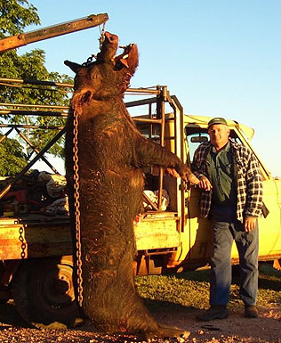 Giant Boar found eating a cow