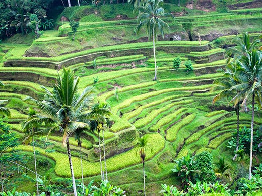 Ubud Rice Paddies 