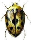 Water Beetle