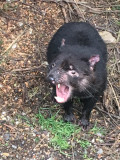 A Distant Relative of ‘tasmanian Devil’