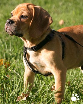 Pug and Beagle Mix Breed Dog