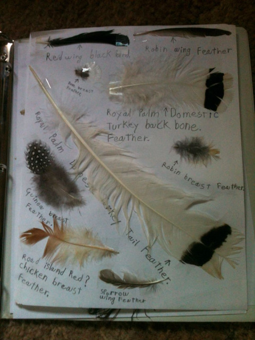 Billy undertook to catalog feathers from both local wild birds and our poultry. Only feathers which had been spontaneously shed were used.