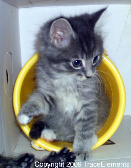 I king of mai cassle