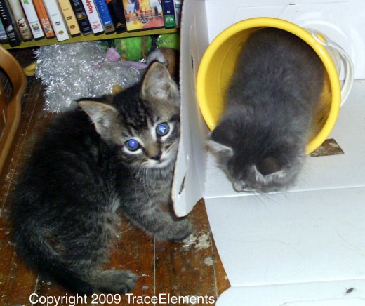 Mo-om, brudder won't share his bukkit!  I wanna turn!