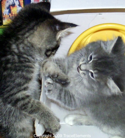 No!  I say is MAI bukkit!  You no get!