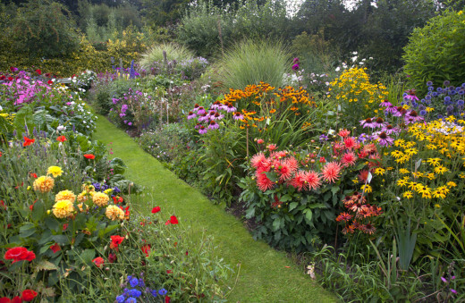 Perennial Flowers