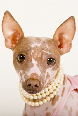 Some dogs are born with no hair! Bald is beautiful!