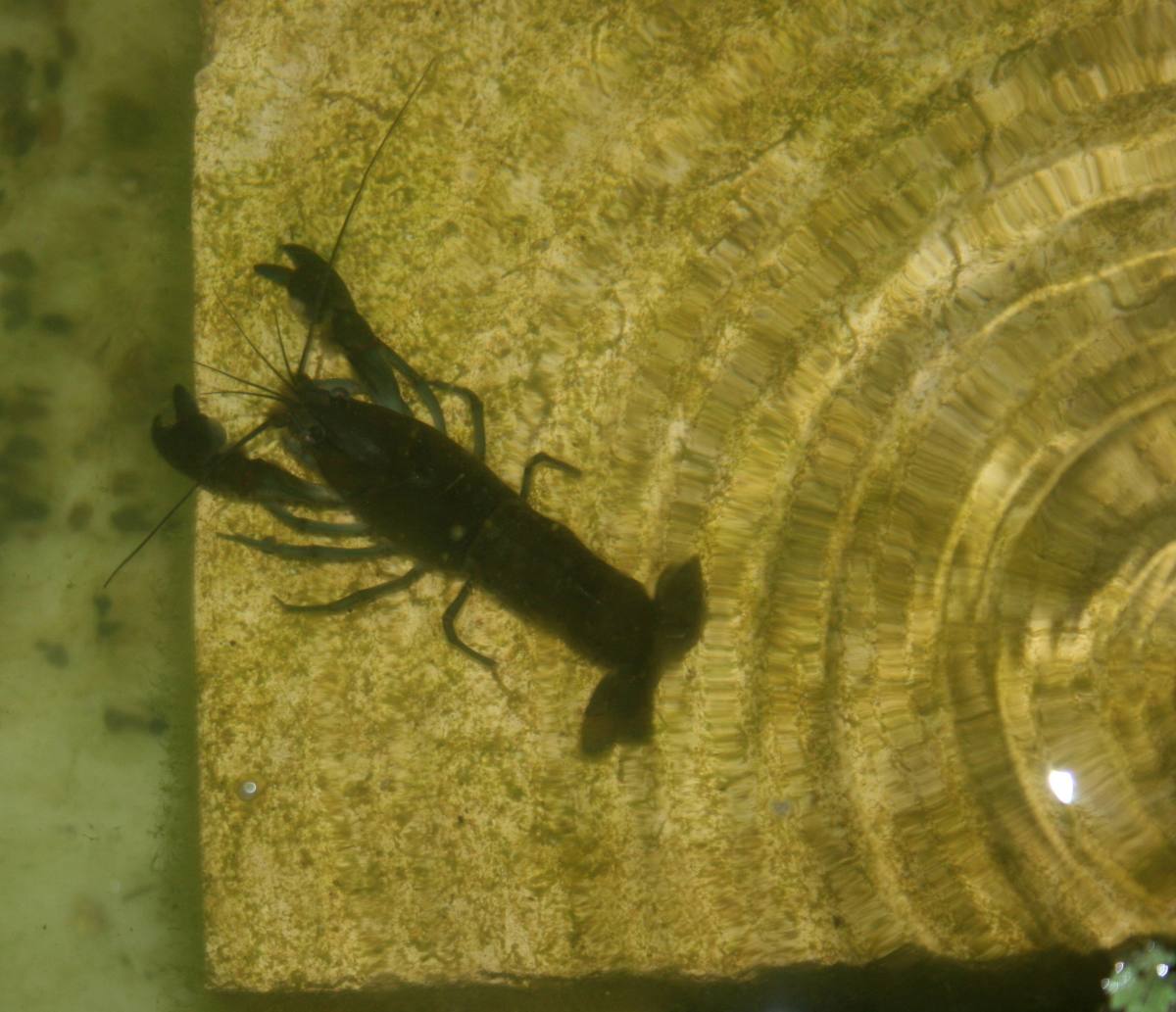 One of our yabbies exploring.... 