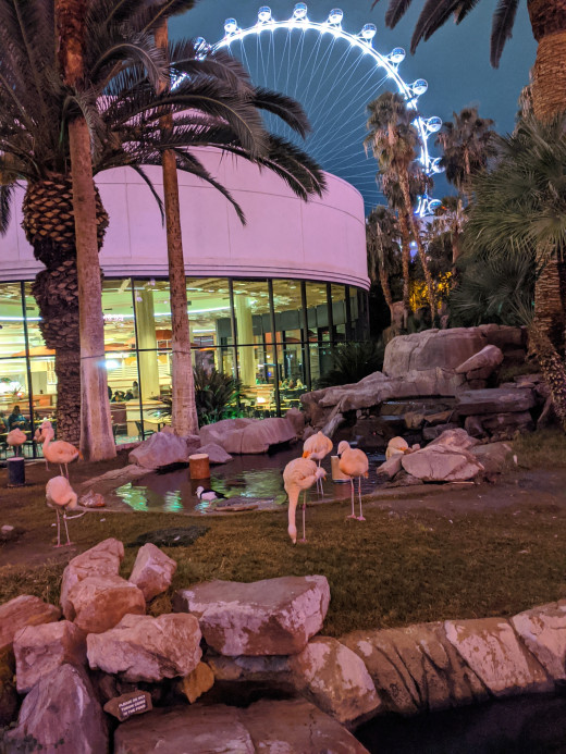 Flamingos in garden of Flamingo Resort