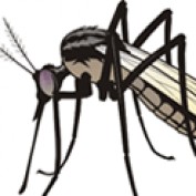 mosquito profile image