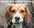 Should I Vaccinate My Dog Against Bordetella? 7 Facts About the Kennel Cough Shot for Dogs