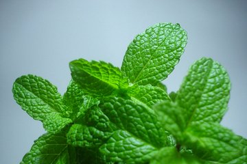 Mint is especially helpful for clearing the sinuses. 