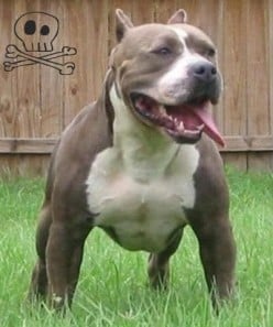 Pitbulls: Getting one? Maybe, have one?