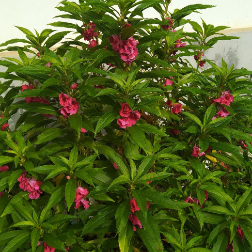 Balsam flowers are special offerings of rainy season