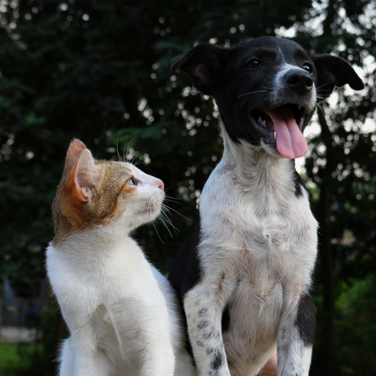 Which Dogs Breeds Like Cats? PetHelpful