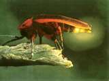 Firefly