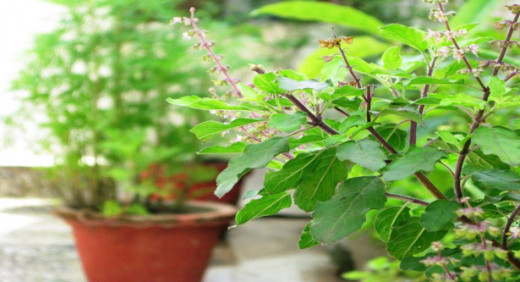 Tulsi (Holy Basil)