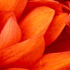 KomalKhawar82 profile image