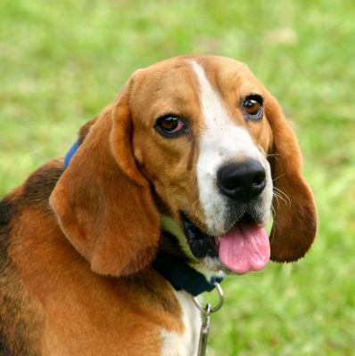 An English Beagle