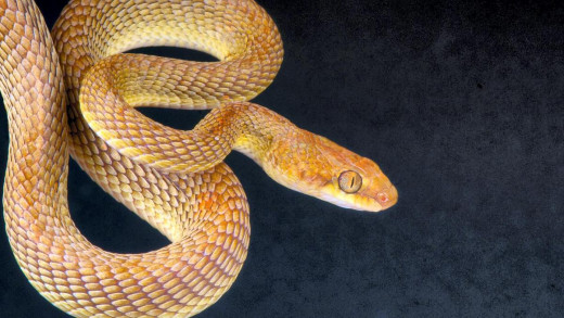 Sand viper