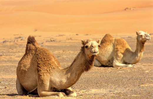 The Desert Around Dubai Is Alive With Wild Life 