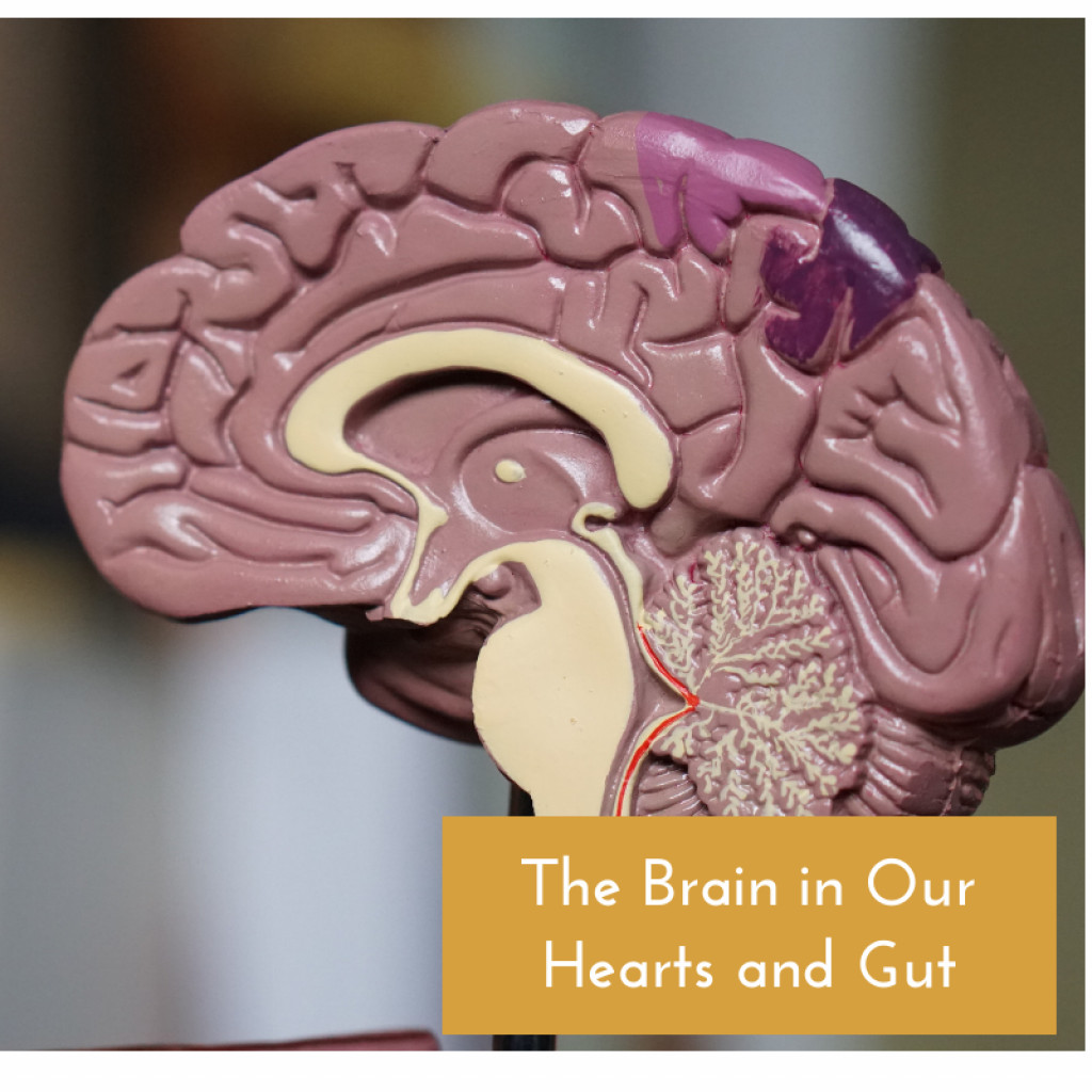 Brain Found in Heart Neurons and the Gut Owlcation