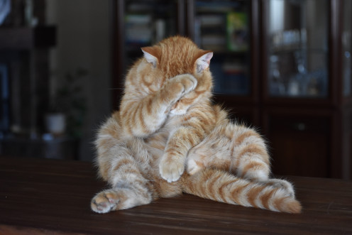 Apparently, the cat in the photo just stole a sausage.