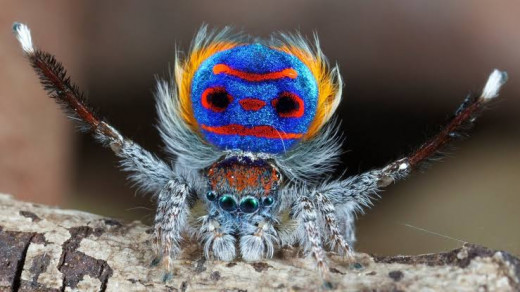 The Peacock Spider.