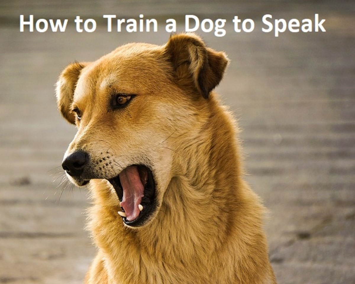 how do you train a dog to speak