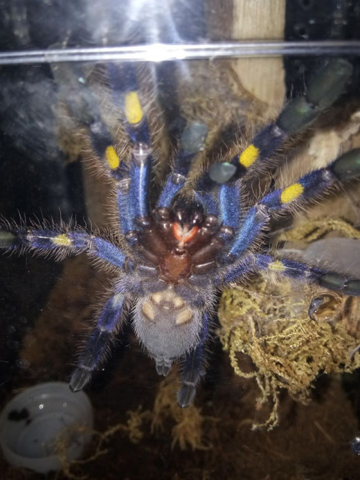 A rare image of a blue Tarantula.