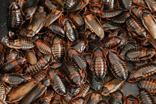 The Madagascar Hissing Cockroach