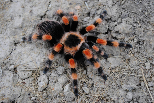 Another cute Tarantula.