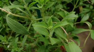 stevia plant leaves