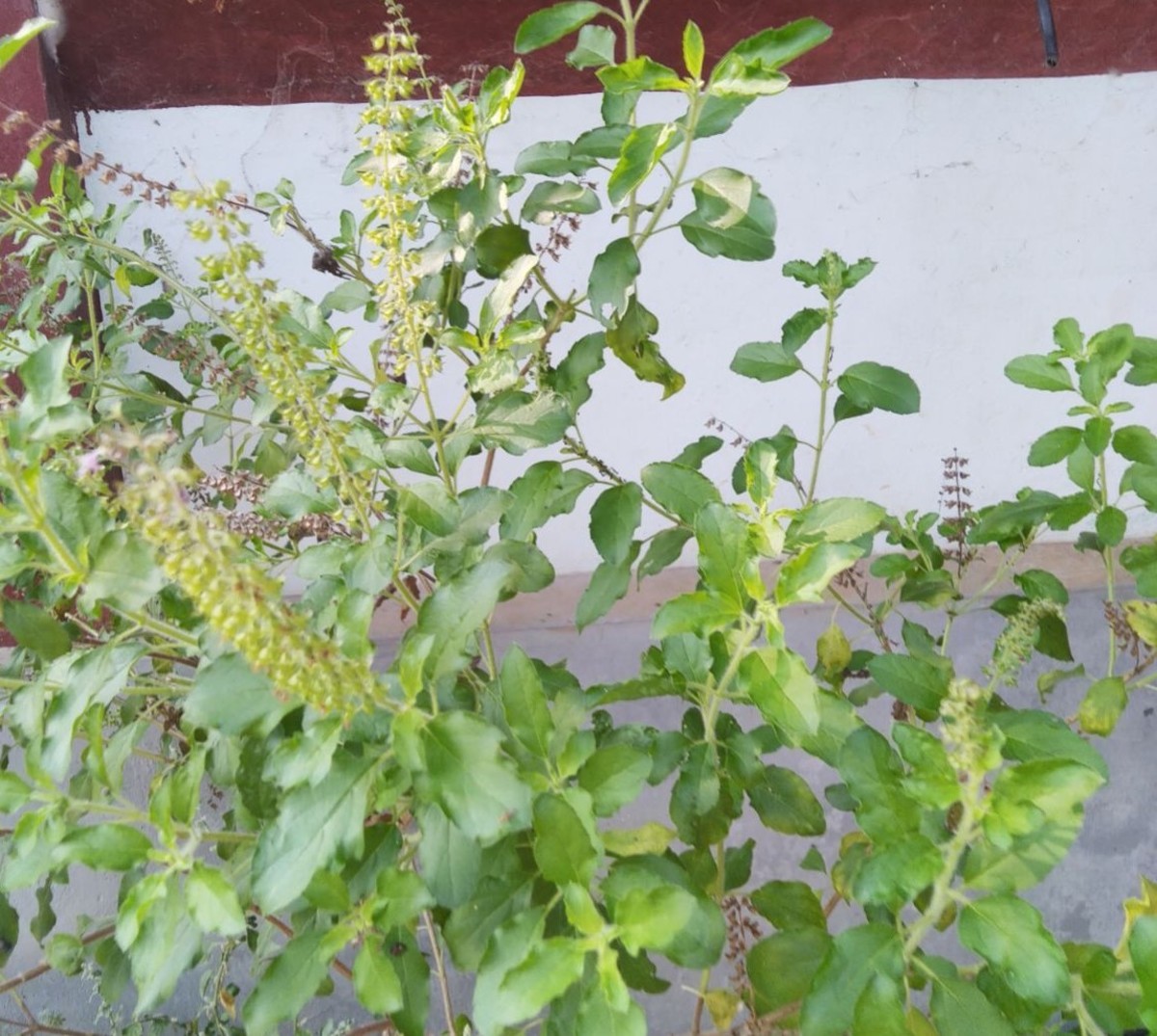 Holy Basil (Tulsi) Plant: The Queen of Herbs With Prophylactic Medicinal Properties