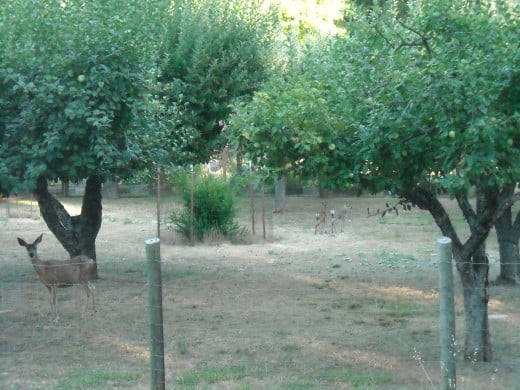 This is not a very good photo of deer in an orchard. 